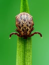 Encephalitis Tick Insect on Green Grass Close-up. Encephalitis Virus or Lyme Borreliosis Disease Infectious Dermacentor Tick