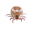 Encephalitis tick Royalty Free Stock Photo