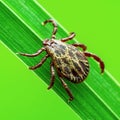 Encephalitis Virus or Lyme Borreliosis Disease or Monkey Fever Infectious Dermacentor Tick Arachnid Parasite Insect Crawling on Gr