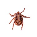 Encephalitis Virus or Lyme Disease Infected Tick Arachnid Insect Pest Crawling on White Background