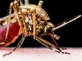 Encephalitis, Yellow Fever, Malaria Disease, Mayaro or Zika Virus Infected Culex Mosquito Parasite Insect Isolated on Black Royalty Free Stock Photo