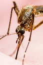 Encephalitis, Yellow Fever, Malaria or Zika Virus Infected Mosquito Insect Macro