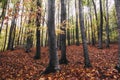 Enchanted autumn forest with colorful trees