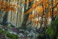 Enchanted autumn forest Royalty Free Stock Photo