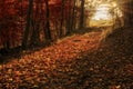 Enchanted Autumn Forrest Royalty Free Stock Photo