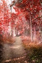 Enchanted Autumn time fantasy red Forest