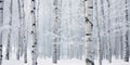 Enchanted Birch Forest - Wide Shot - White Frost on Birch and Alder Trees