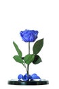 Enchanted blue rose on white background. Beauty and the Beast Rose. Preserved rose, preserved flower Royalty Free Stock Photo