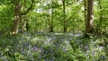 Enchanted Bluebell wood