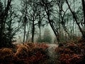 Enchanted dark forest in deep fog Royalty Free Stock Photo
