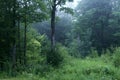 Enchanted Woods, Mystical Foggy Forest. Fantastic Folklore.