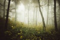 Enchanted dark forest with mysterious fog in autumn Royalty Free Stock Photo