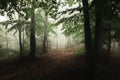 Enchanted foggy forest trail. Mystic woodland in rainy day Royalty Free Stock Photo