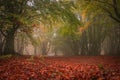 Enchanted forest of Canfaito with fog in autumn season