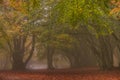 Enchanted forest of Canfaito with fog, a majestic nature reserve to visit in silence, discovering magnificent trees, Marche