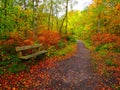 Enchanted forest corner with relaxing bench