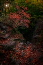 Enchanted forest fantasy landscape dramatic view of trees with green and orange foliage and stones cascade, background sunset sun Royalty Free Stock Photo