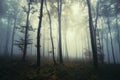 Enchanted forest with fog in autumn Royalty Free Stock Photo