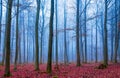 Enchanted forest in fog in blue and pink Royalty Free Stock Photo