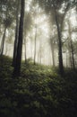 Enchanted forest with fog and sun light Royalty Free Stock Photo
