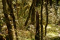 The Enchanted Forest, Heaphy Track, Kahurangi National Park.