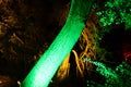 Enchanted forest of light - brightly illuminated tree trunk in a park Royalty Free Stock Photo