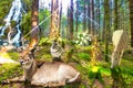 Enchanted forest Royalty Free Stock Photo