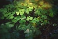 Enchanted forest, meadow clovers . Green witch plants