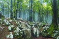 Enchanted forest. Misty forest with moss covered stones Royalty Free Stock Photo