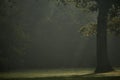 Enchanted forest. Misty, spooky forest with a majestic tree Royalty Free Stock Photo