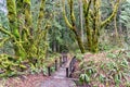 Enchanted Forest with Moss Covered Trees - Southwest Oregon, Pacific Northwest Royalty Free Stock Photo