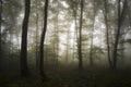 Enchanted forest with mysterious fog Royalty Free Stock Photo