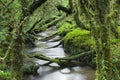 Enchanted Forest, Queulat National Park, Chile