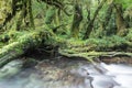 Enchanted Forest, Queulat National Park, Chile