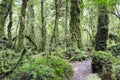 Enchanted Forest, Queulat National Park (Chile)