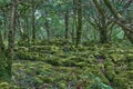 Enchanted forest at the Ring of Kerry, Ireland. Forest with green moss and trees at Killarney national park