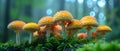 Concept Enchanted Forest, Toadstools, Glimmering Enchanted Forest Toadstools A Glimmering Scene