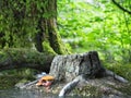 Enchanted forest unique tree stump background. Royalty Free Stock Photo