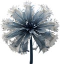 Enchanted frost flower. Frost flower clipart for decoration.