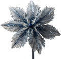 Enchanted frost flower. Frost flower clipart for decoration.