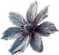 Enchanted frost flower. Frost flower clipart for decoration.