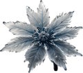 Enchanted frost flower. Frost flower clipart for decoration.