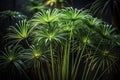 Enchanted Nighttime Cyperus Papyrus A LowLight Botanical Study Capturing the Dramatic Elegance of an Indoor Umbrella Royalty Free Stock Photo