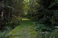 Enchanted pathway in a forest Royalty Free Stock Photo