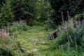 Enchanted pathway in a forest Royalty Free Stock Photo