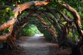 Enchanted Pathway Through Twisted Mangrove Trees