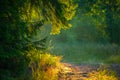 Enchanted Pathways: Majestic Forest Road in Summer Morning Royalty Free Stock Photo