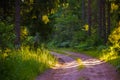 Enchanted Pathways: Majestic Forest Road in Summer Morning Royalty Free Stock Photo