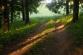 Enchanted Pathways: Majestic Forest Road in Summer Morning Royalty Free Stock Photo