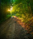 Enchanted Pathways: Majestic Forest Road in Summer Morning Royalty Free Stock Photo